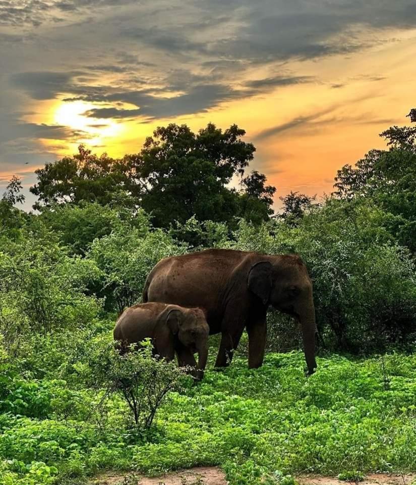 Udawalawe Wildlife & Nature Protection Bungalow 외부 사진