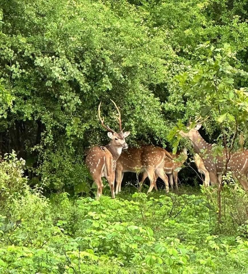 Udawalawe Wildlife & Nature Protection Bungalow 외부 사진